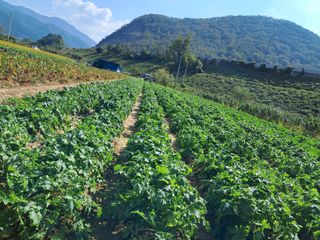 김기한님의 호박 · 자유게시판 작성글 사진