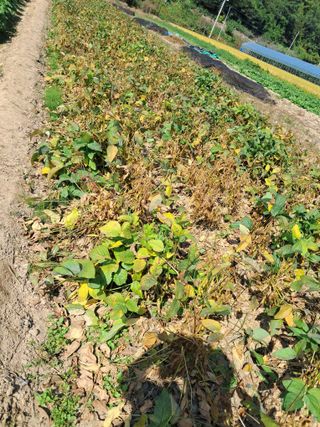 김기한님의 호박 · 자유게시판 작성글 사진