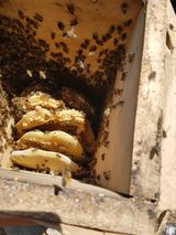 팜모닝 옥수수·영농일지 게시글 이미지