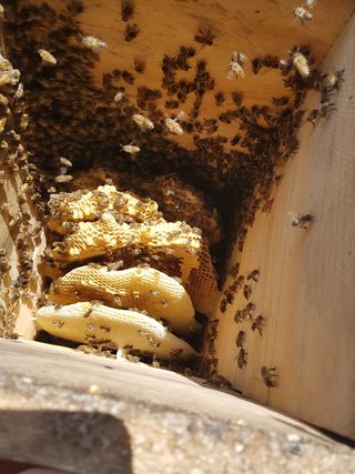 힐링촌가님의 옥수수 · 영농일지 작성글 사진