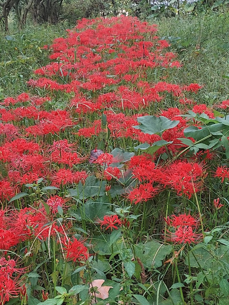 장터 상품 [꽃무룻] 썸네일