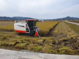 파인cool님의 벼 · 영농일지 작성글 사진