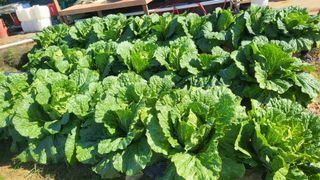 이종선님의 배추 · 비료•농약 작성글 사진