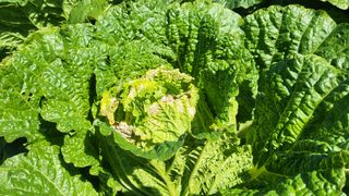 이종선님의 배추 · 비료•농약 작성글 사진