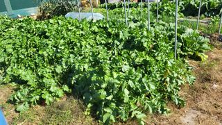 이종선님의 배추 · 비료•농약 작성글 사진