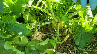 이종선님의 배추 · 비료•농약 작성글 사진