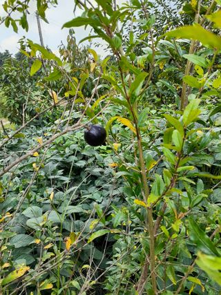 박정희 님의 요즘 뜨는 신품종은? 💬 · 참여글 작성글 사진