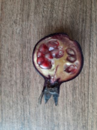 박정희 님의 요즘 뜨는 신품종은? 💬 · 참여글 작성글 사진