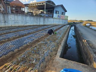 파인cool님의 양파 · 영농일지 작성글 사진