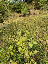 팜모닝 들깨·영농일지 게시글 이미지