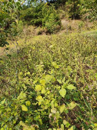 최군환님의 들깨 · 영농일지 작성글 사진