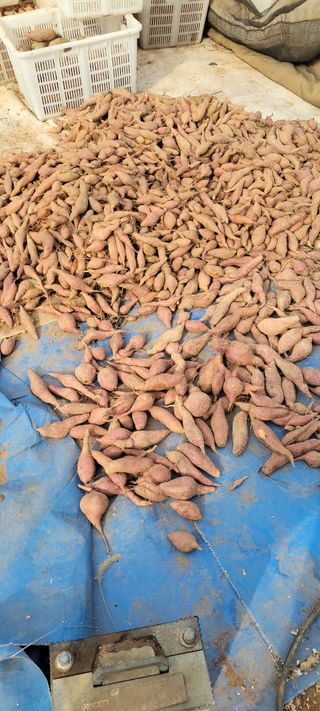 김종옥님의 자유주제 · 자유게시판 작성글 사진