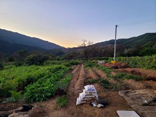 천지현황님의 마늘 · 토양준비 작성글 사진