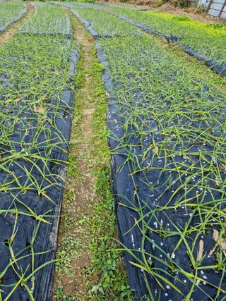 백현호님의 양파 · 자유게시판 작성글 사진