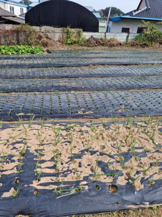 백현호님의 양파 · 자유게시판 작성글 사진