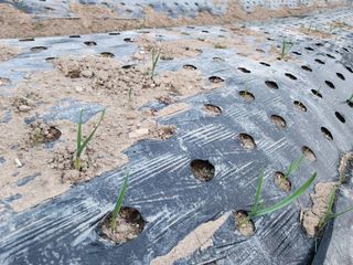 노아님의 마늘 · 파종작업 작성글 사진