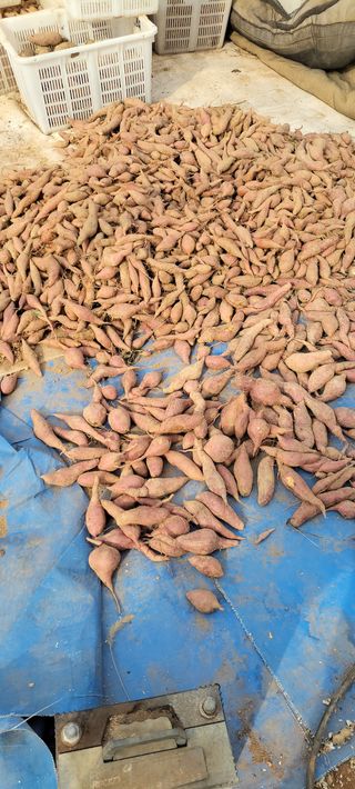 김종옥님의 기타작물 · 영농일지 작성글 사진