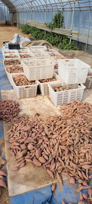 김종옥님의 기타작물 · 영농일지 작성글 사진