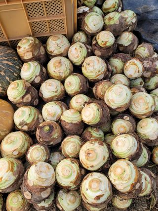 최찬림님의 요즘 뜨는 신품종은? 💬 · 참여글 작성글 사진