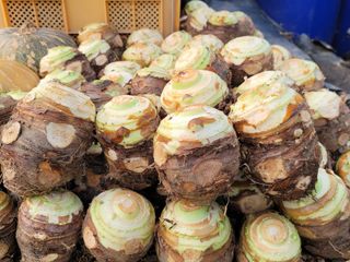 최찬림님의 요즘 뜨는 신품종은? 💬 · 참여글 작성글 사진