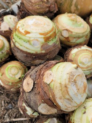 최찬림님의 요즘 뜨는 신품종은? 💬 · 참여글 작성글 사진