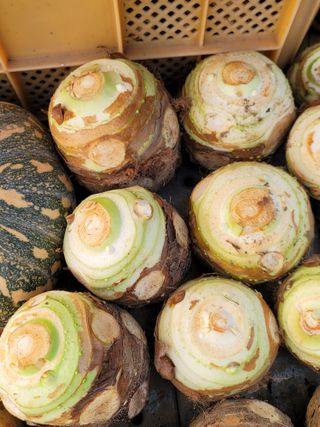 최찬림님의 요즘 뜨는 신품종은? 💬 · 참여글 작성글 사진