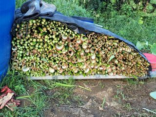 최찬림님의 요즘 뜨는 신품종은? 💬 · 참여글 작성글 사진