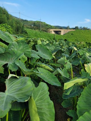최찬림님의 요즘 뜨는 신품종은? 💬 · 참여글 작성글 사진