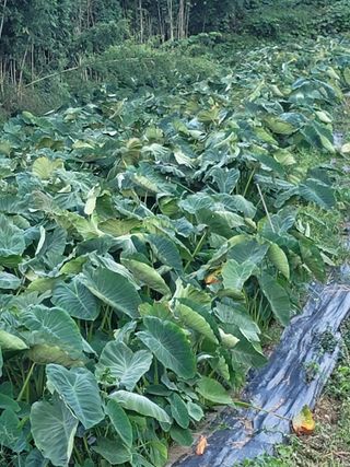 최찬림님의 요즘 뜨는 신품종은? 💬 · 참여글 작성글 사진