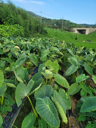 최찬림님의 요즘 뜨는 신품종은? 💬 · 참여글 작성글 사진