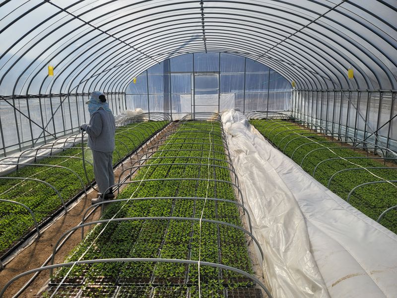 모두애님의 장터 판매 상품 [고춧가루1근 ] 첨부 사진