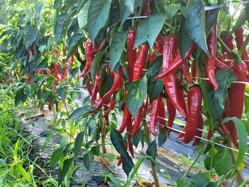 모두애님의 장터 판매 상품 [고춧가루1근 ] 첨부 사진