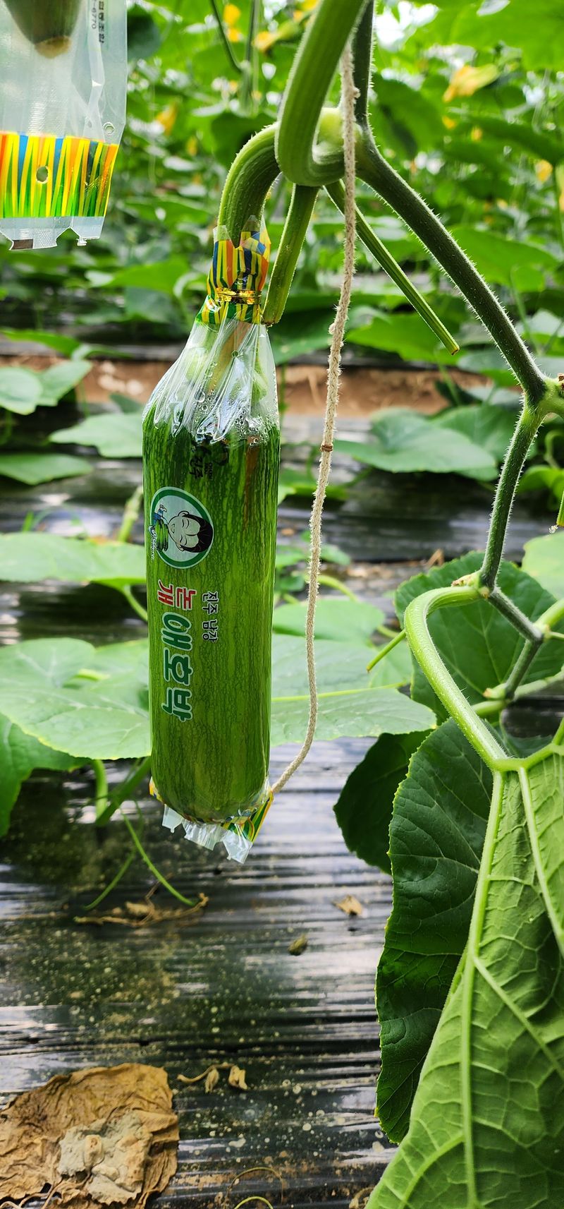 김기태님의 장터 판매 상품 [친환경 무농약 10개입~30개입] 첨부 사진