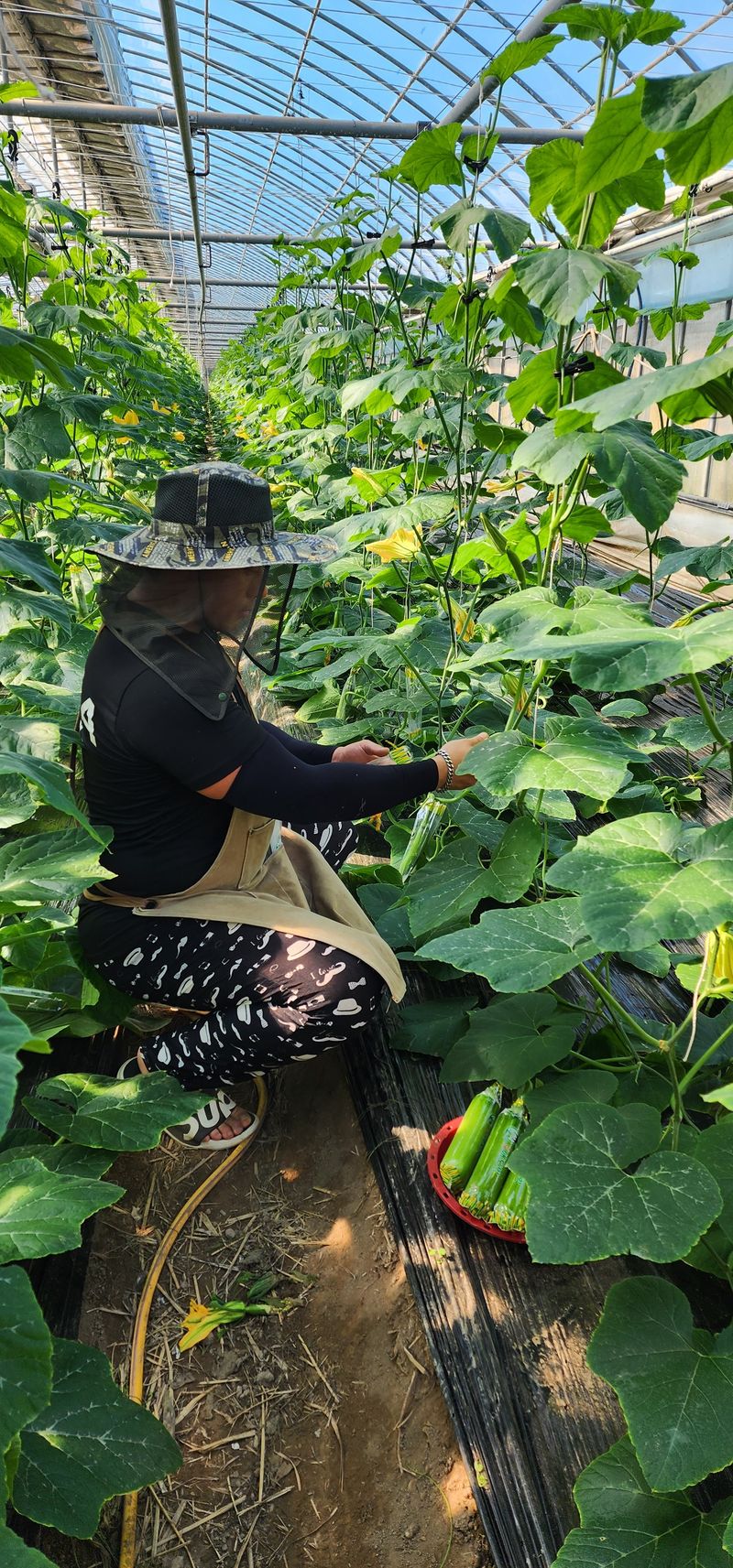 김기태님의 장터 판매 상품 [친환경 무농약 10개입~30개입] 첨부 사진