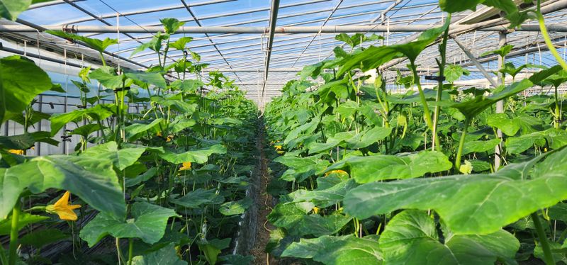 김기태님의 장터 판매 상품 [친환경 무농약 10개입~30개입] 첨부 사진