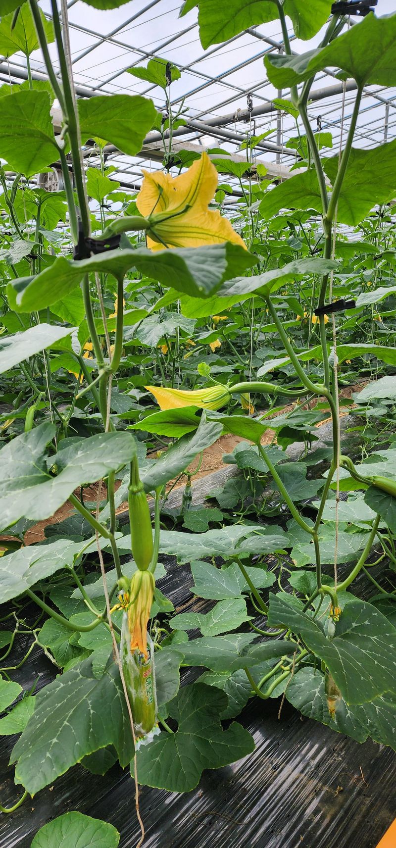 김기태님의 장터 판매 상품 [친환경 무농약 10개입~30개입] 첨부 사진