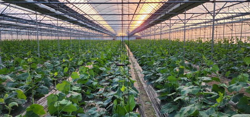 김기태님의 장터 판매 상품 [친환경 무농약 10개입~30개입] 첨부 사진