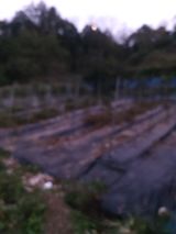 팜모닝 고추·영농일지 게시글 이미지