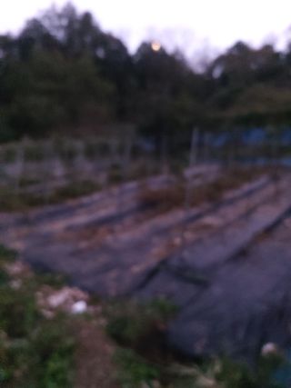 청계닭님의 고추 · 영농일지 작성글 사진