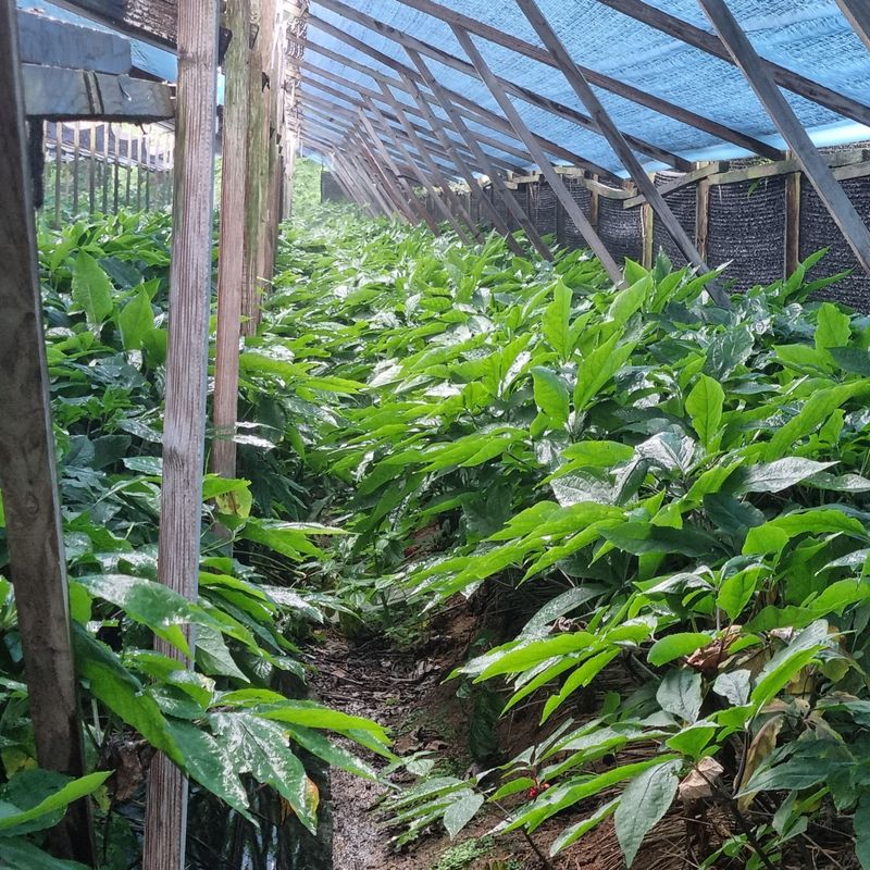 모두팜님의 장터 판매 상품 [6년근 인삼 판매합니다 750g 판매완료] 첨부 사진