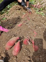 팜모닝 고구마·영농일지 게시글 이미지