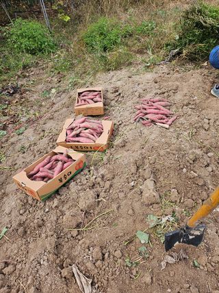 여유님의 고구마 · 영농일지 작성글 사진