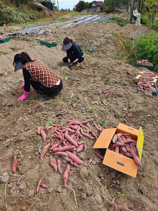 여유님의 고구마 · 영농일지 작성글 사진