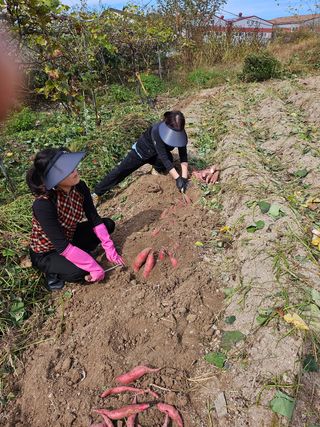 여유님의 고구마 · 영농일지 작성글 사진