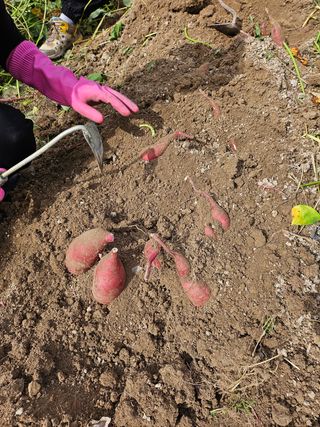 여유님의 고구마 · 영농일지 작성글 사진