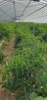 팜모닝 고추·일상 게시글 이미지