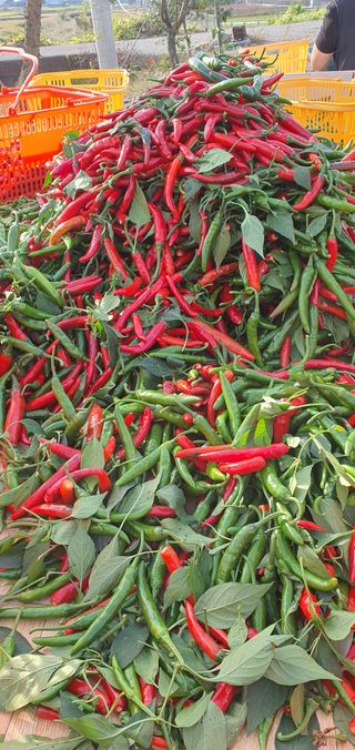 한밭농원님의 고추 · 일상 작성글 사진