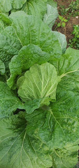 한밭농원님의 고추 · 일상 작성글 사진