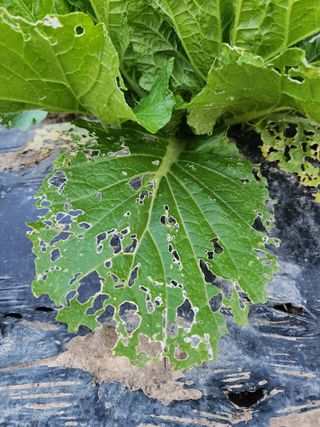 노아님의 배추 · 병해충상담 작성글 사진