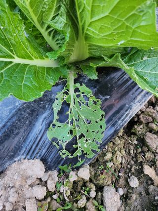 노아님의 배추 · 병해충상담 작성글 사진